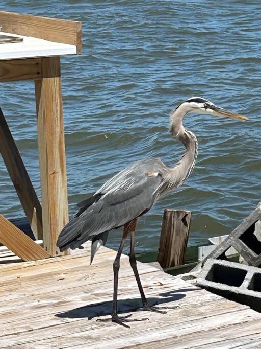 Bay Dream Gulf Shores